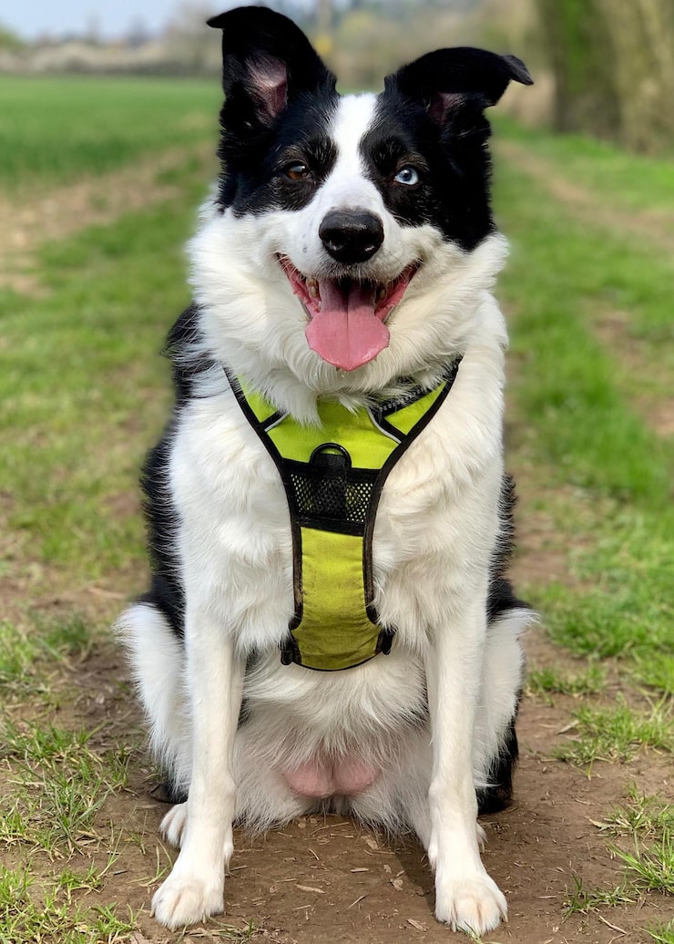 Arnés ajustable para perros de todos los tamaños-1