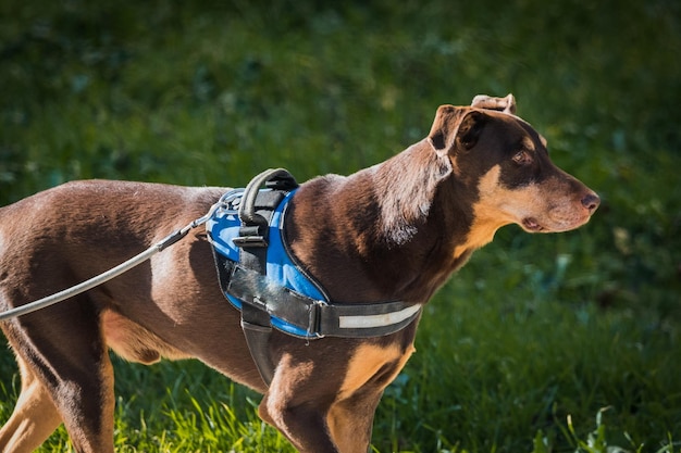 Arnés reflectante para paseos nocturnos
