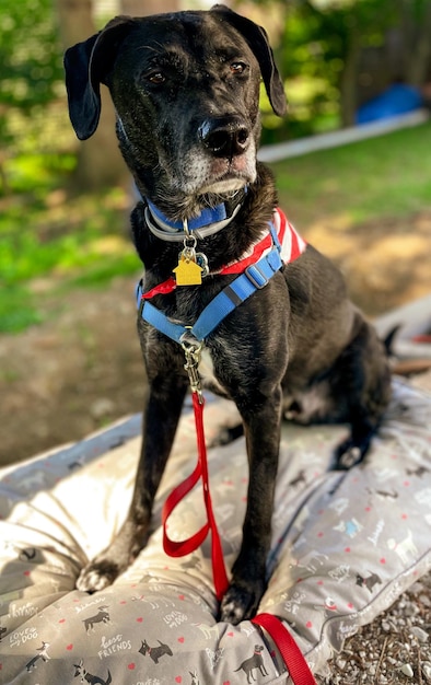 arnés cómodo para perros para paseos-